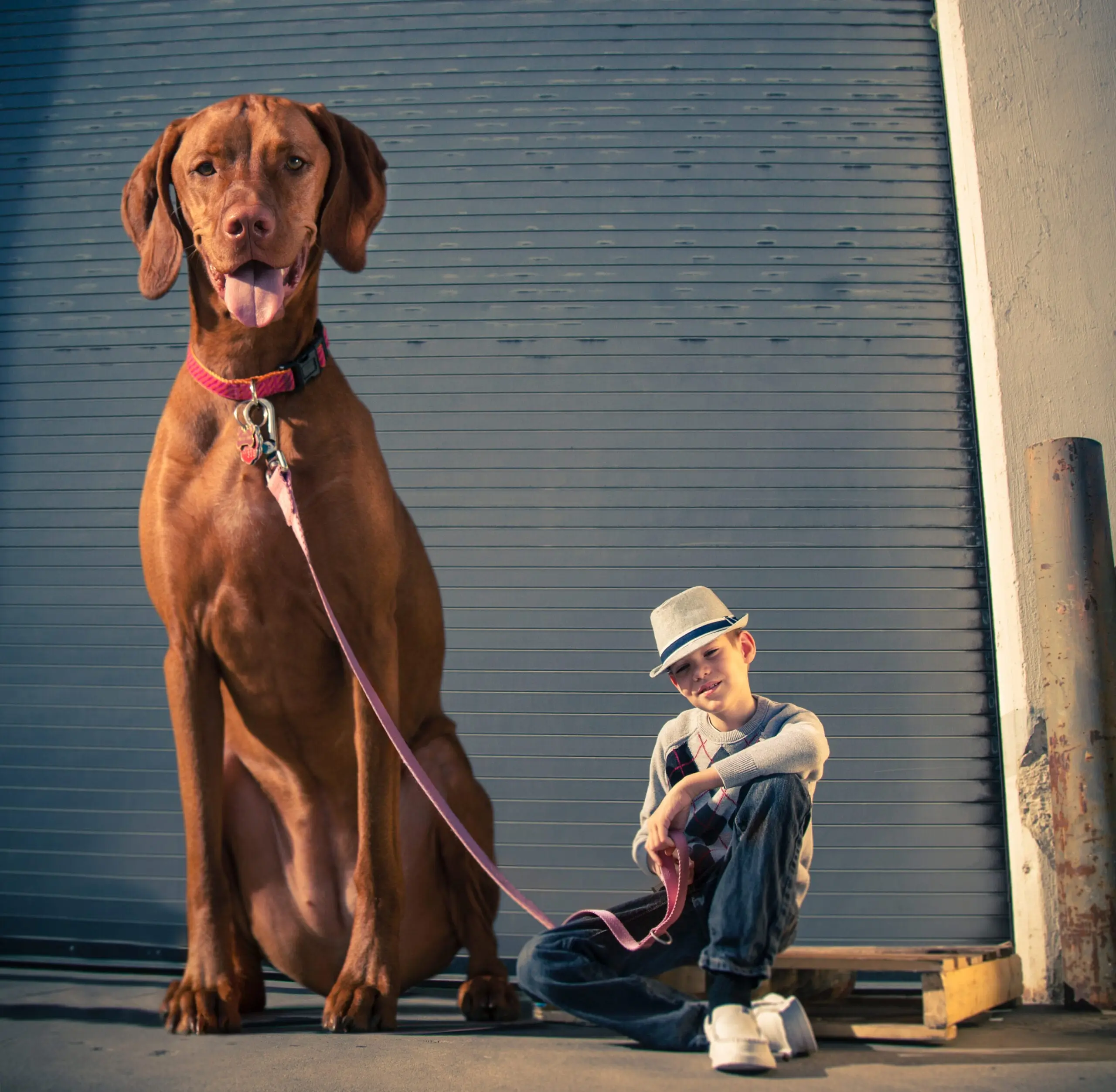 A large brown dog sits next to a person wearing a hat.